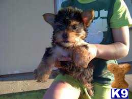 Yorkshire Terrier dog